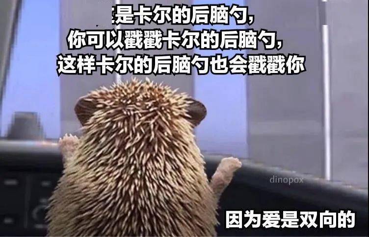 抖音最火的刺猬卡尔特效