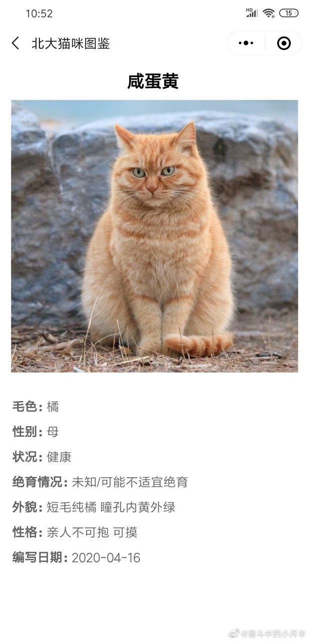 北大猫咪图鉴